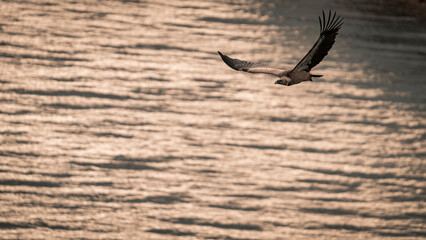Impressive griffon vulture in search of food and material for its nest and young