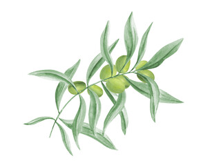 Mediterranean olive branch with green olives and leaves watercolor illustration in realistic style. Lush foliage with berries painting floral composition. For gourmet kitchen menu, package decor