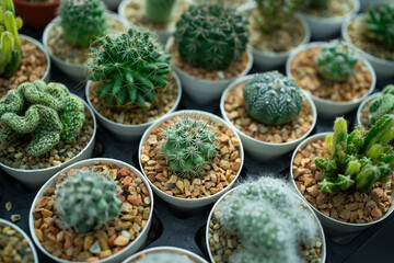 A collection of cacti and succulents in white containers. The plants are arranged in various sizes and shapes, creating a visually interesting display