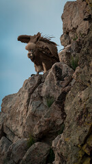 Stunning griffon vulture perched on a rock observing its surroundings