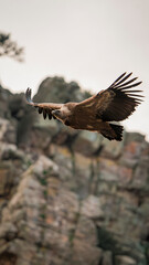 Impressive griffon vulture in search of food and material for its nest and young