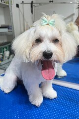 Maltese dog with short-cropped muzzle, long hair on ears and head tied in a ponytail with a mint-colored bow sits on a grooming table with an open mouth. white fur pet
