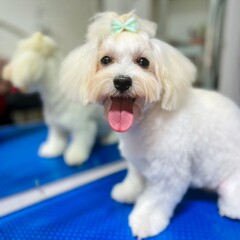 close up dog breed maltese lapdog with short trimmed muzzle, long hair on ears and head tied in a...