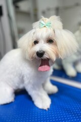 Maltese dog with short-cropped muzzle, long hair on ears and head tied in a ponytail with a mint-colored bow sits on a blue grooming table with an open mouth. white fur pet