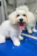 Maltese dog with short-cropped muzzle, long hair on ears and head tied in a ponytail with a mint-colored bow sits on a blue grooming table with an open mouth. white fur 