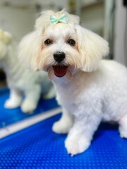 close up dog breed maltese lapdog with short trimmed muzzle, long hair on ears and head tied in a ponytail with a bow mint color sits on blue table for grooming with open mouth. white hair pet