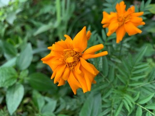 Yellow marigolds are blooming in the garden.