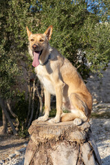 Big brown dog in a pedestal tongue out.
