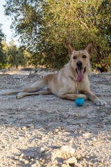 Brown dog sitting playing with a ball.