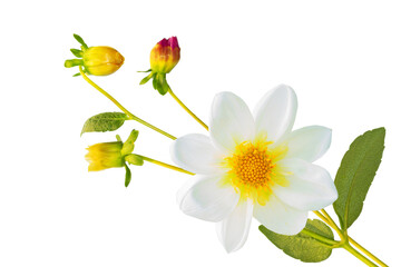 Colorful bright flower dahlia. nature