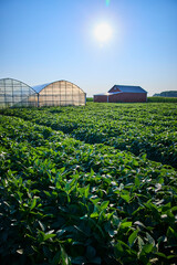 Lush Green Crops and Modern Greenhouses with Red Barn at Eye Level