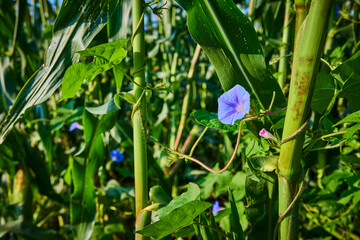 Morning Glory Bloom in Lush Cornfield Eye-Level Perspective