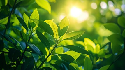 Obraz premium Sunlight filtering through green foliage, creating a dappled light effect