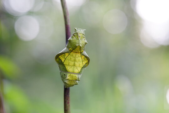 Troides aeacus is eating plant leaves.