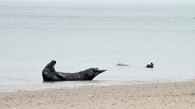 Kegelrobbe, Halichoerus grypus, Helgoland