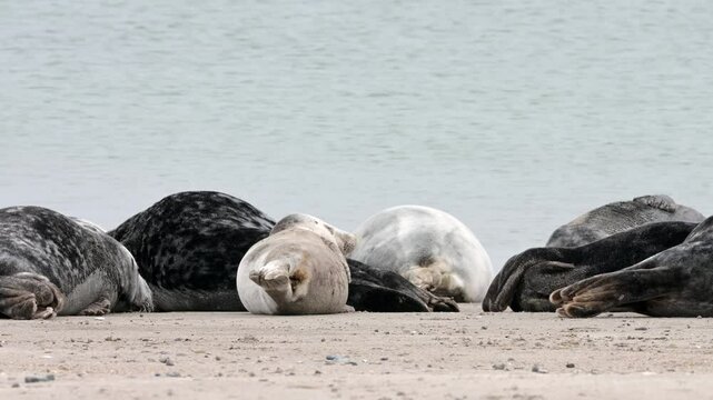 Kegelrobbe, Halichoerus grypus, Helgoland