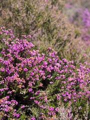 Obraz premium Pink flowers