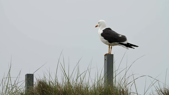 Heringsm&ouml;we, Larus fuscus, Helgoland
