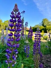 Purple flowers in the park