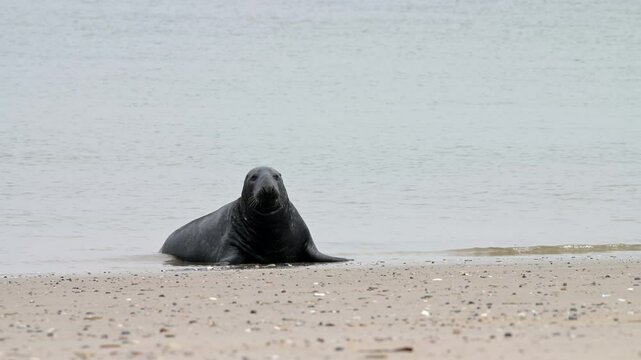 Kegelrobbe, Halichoerus grypus, Helgoland