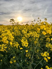 field of yellow flowers