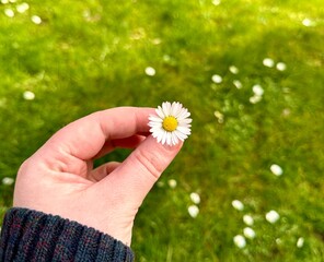 daisy in the hand