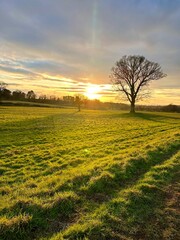sunset in the field