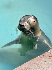 sea lion resting