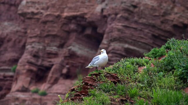 Silberm&ouml;we, Larus argentatus, Helgoland