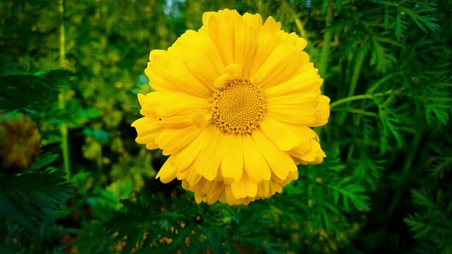 yellow flower in the garden