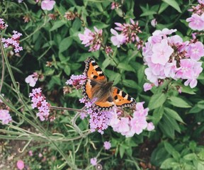 Butterfly on Flowers