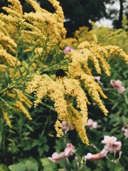 Yellow flowers with bumblebee 