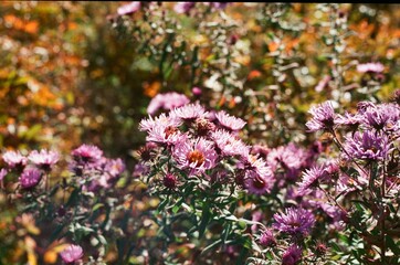 flowers in the garden