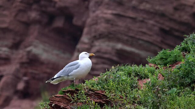 Silberm&ouml;we, Larus argentatus, Helgoland