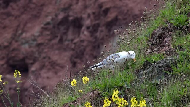 Silberm&ouml;we, Larus argentatus, Helgoland