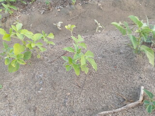 plant growing in soil