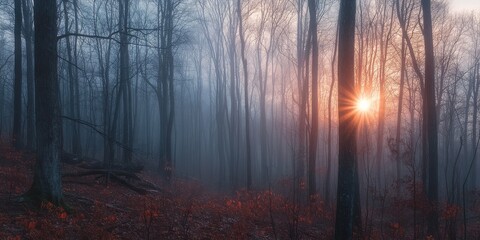 Naklejka premium A foggy morning in the woods