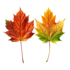 Fototapeta premium Realistic leaves isolated on white background.