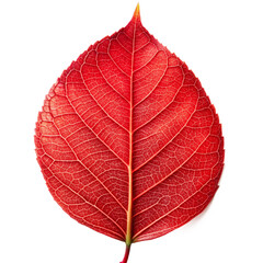 Obraz premium Realistic leaves isolated on white background.