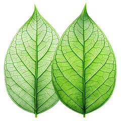 Obraz premium Realistic leaves isolated on white background.