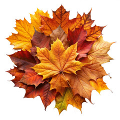 Fototapeta premium autumn leaves
