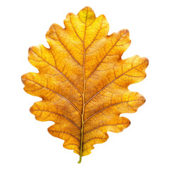 Fototapeta premium autumn maple leaf