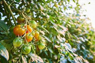 Ripe Tomatoes on the Vine at Golden Hour Eye-Level View