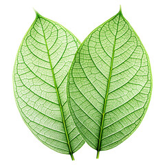 Obraz premium green leaf isolated on white