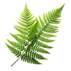 fern leaf isolated on white