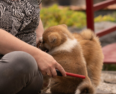 PORTRAIT d'un chiot akita se faisant brosser par sa maitresse