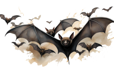 halloween bat illustration
