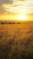 Obraz premium A field of tall grass illuminated by the golden glow of a setting sun, with a distant horizon and a hazy sky.