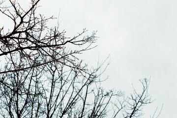 Bare winter branches against cloudy sky