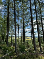 Obraz premium trees in the forest